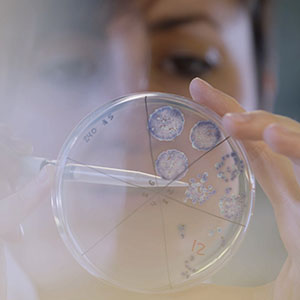 Team lead and lab manager, Ana de Santiago Torío, examines bacterial colonies that have been exposed to SNIPR001. Photo by Jakob Helbig