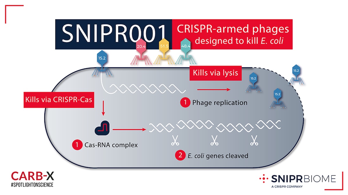 SNIPR001 is a cocktail of CRISPR-armed phages designed to kill E. coli.