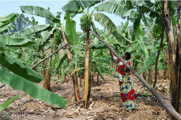 Banana plants carrying a single bunch: Reproduced from: https://eagle.co.ug