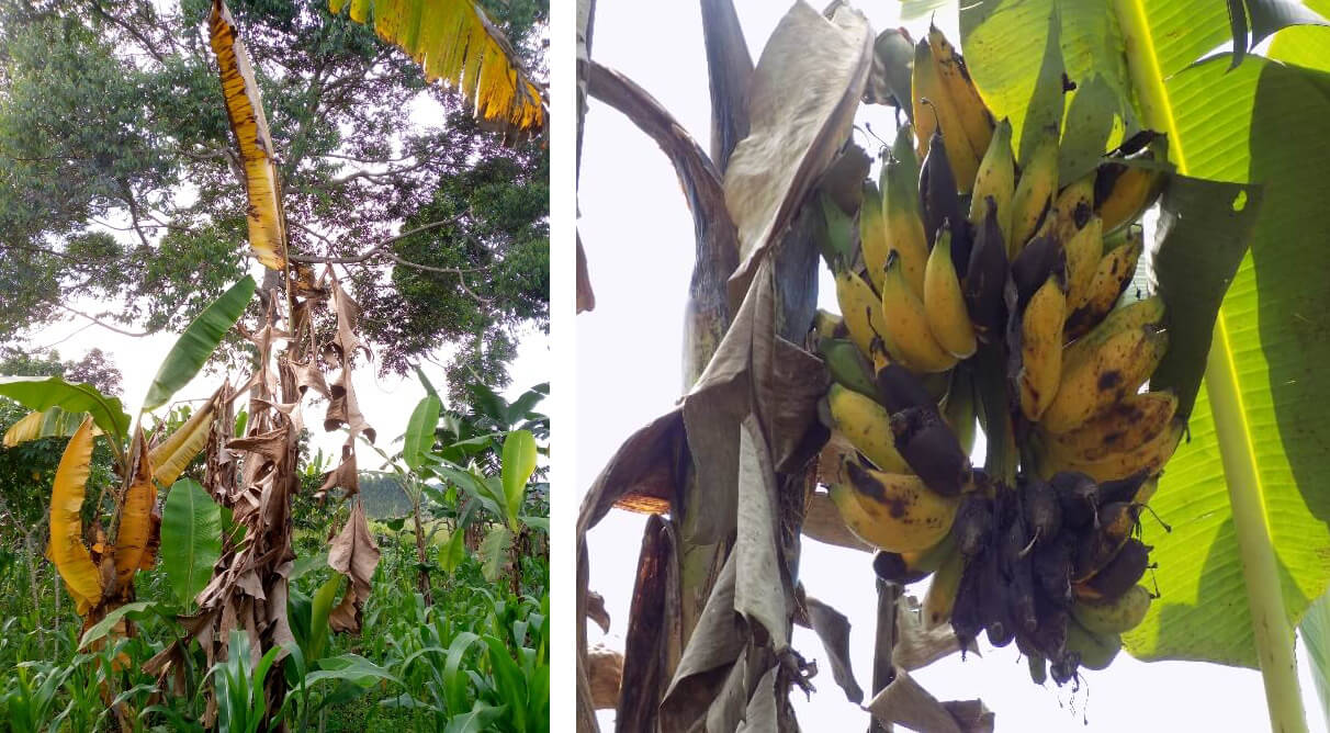 Symptoms of BXW in banana plants. Left. Yellowing and wilting of banana leaves. Right: Premature ripening of banana fruit. Photo courtesy of the Xanthomonas phage project, Uganda