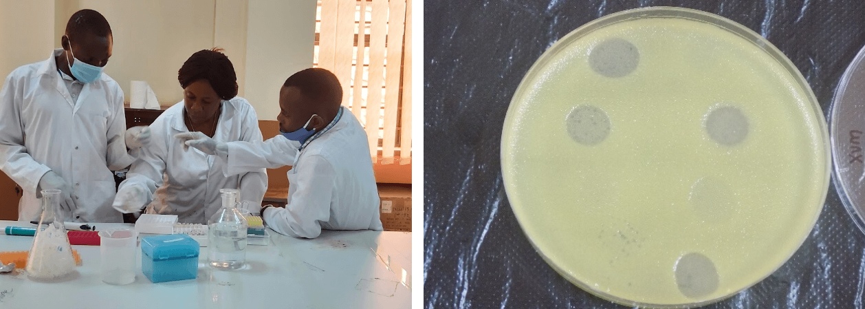 Some of the students mentored on this project (Left) and Zone of lysis on Xvm lawn (Right). Photo courtesy of the Xanthomonas phage project, Uganda